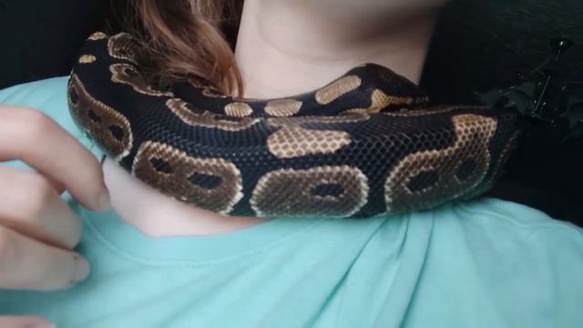 Королевский питон смотреть онлайн