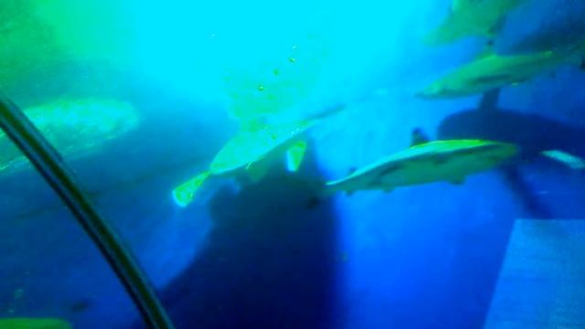ТАЙЛАНД | ПАТТАЙЯ | ЭКСКУРСИЯ "ОКЕАНАРИУМ" | PATTAYA UNDERWATER WORLD смотреть онлайн