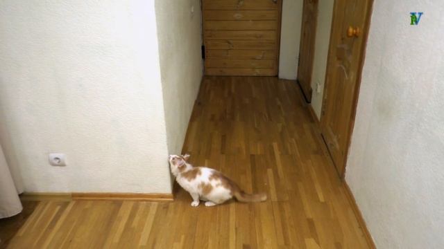 Кот Мурзик лезет по стене смотреть онлайн