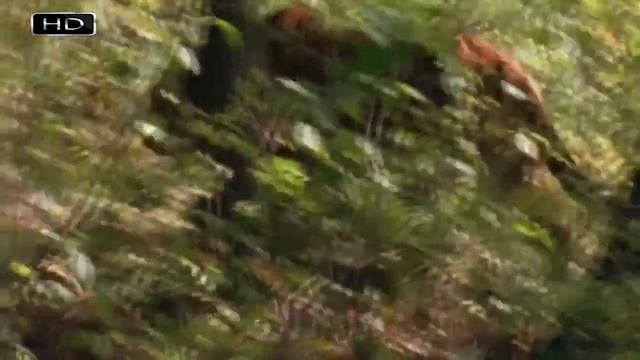 Как охотится тигр? смотреть онлайн