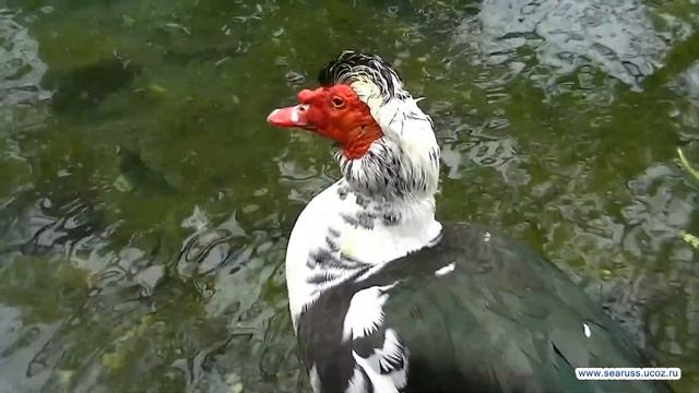 Как танцуют утки. How ducks dance. смотреть онлайн