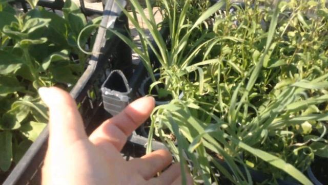 Рассада многолетних и однолетних цветов. Высаживаю в открытый грунт. смотреть онлайн