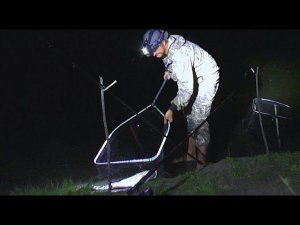 Ночная рыбалка на сома. Эксперимент: наживка с чесноком! Выход подёнки. Закидушки.