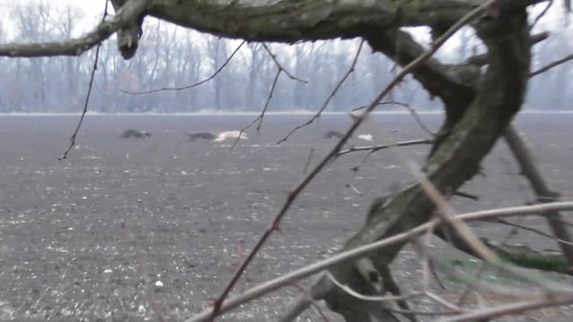 Свора. Поимка зайца.Охота в Краснодарском крае. смотреть онлайн