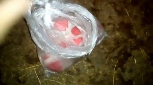 Борьба с крысами в свинарнике