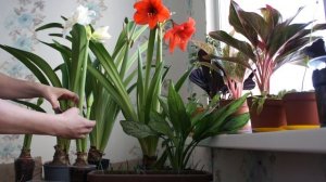 Амариллисы-мой метод размножения