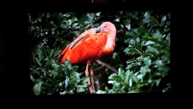 JVC-DLA-X3-Test Vergleich Heimkino Aktuell / 3D-Heimkino