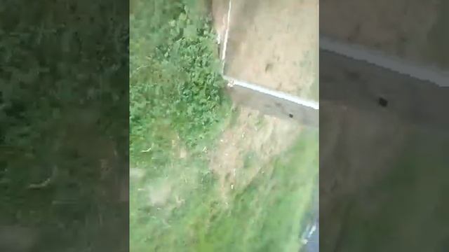 Обзор на всех моих домашних животных Яшу кастрировали очень очень жалко его! смотреть онлайн