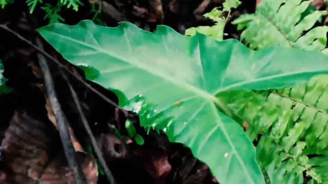 ALOCASIA ZELEBES ENDEMIC SULAWESI BUKAN ALOCASIA ZEBRINA.