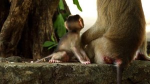OMG!!! SABA, Adorable baby monkey is @ngry mama because grabbed hand drag every time