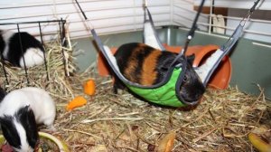 Как обустроить клетку для морской свинки. Обустройство клетки для морской свинки