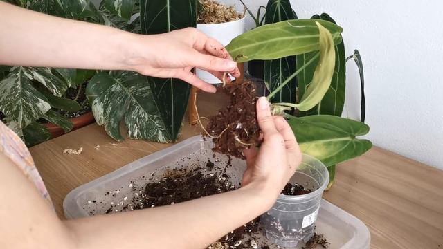 SAVING THE QUEENS FROM EUCAGENERA // Root Rot, Dried Cataphylls And More!