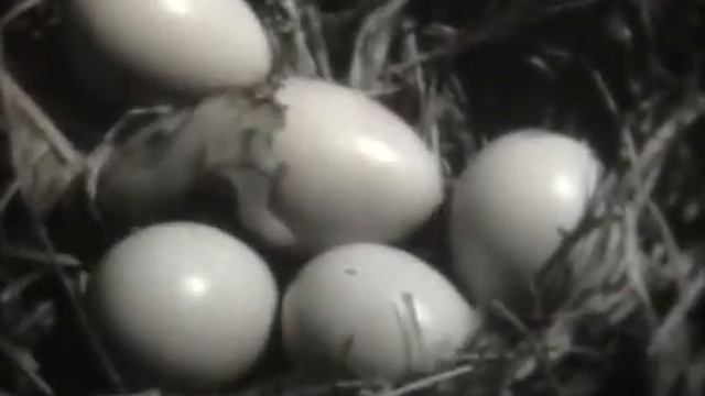 Гнездование птенцовых птиц