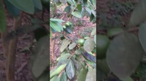 видео обрезка гуавы