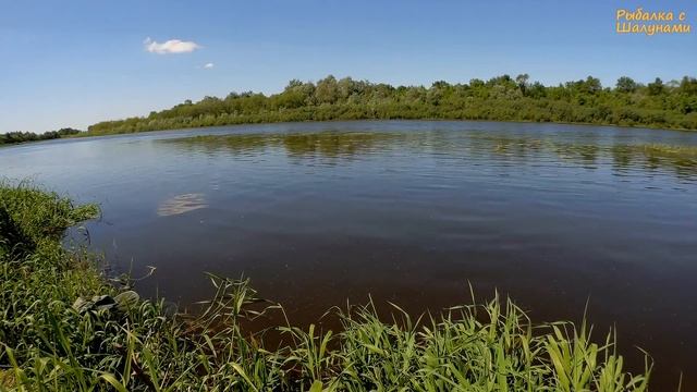 Уклейка на поплавок. Летняя рыбалка с удочкой на реке. Июнь смотреть онлайн