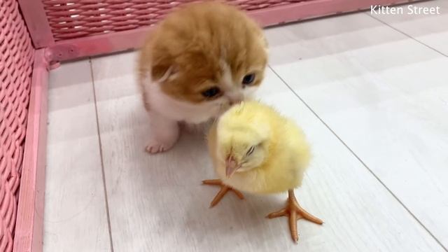 Kittens Willie and Kira run and walk with a tiny chicken смотреть онлайн