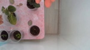 Глоксиния.Способ решения проблемы вытянутых сеянцев из-за недостатка света.