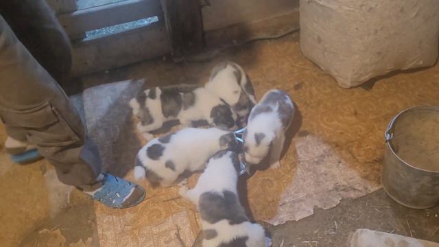 #алабай #сао 🐕 Вес щенков в 1 месяц. Помёт 2023🦴 смотреть онлайн