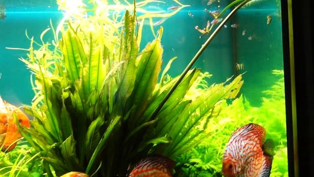 ремодулинг (неончики) смотреть онлайн