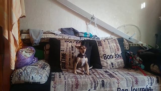 Изи (собака) поет под дудку