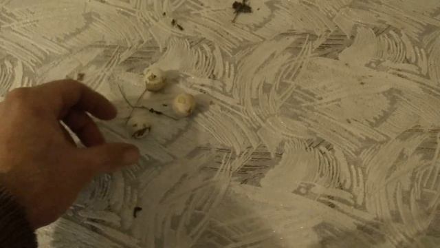 Мир Маленьких Пушистых