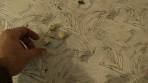 пёстрые розеллы/разведение розелл/кормление и птенцы розелл