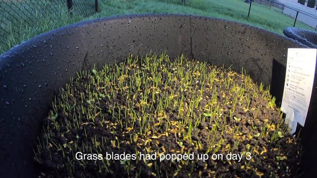 EASIEST way to repair BARE SPOTS in the summer time смотреть онлайн
