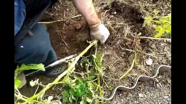 02.09.2017 Без удобрений, без химикатов-ЭКОЛОГИЧЕСКИ ЧИСТЫЙ КАРТОФЕЛЬ. смотреть онлайн