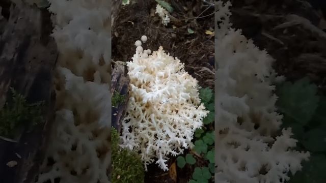 Магия грибов