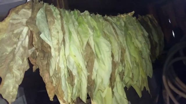 томление табака и махорки сушка. смотреть онлайн