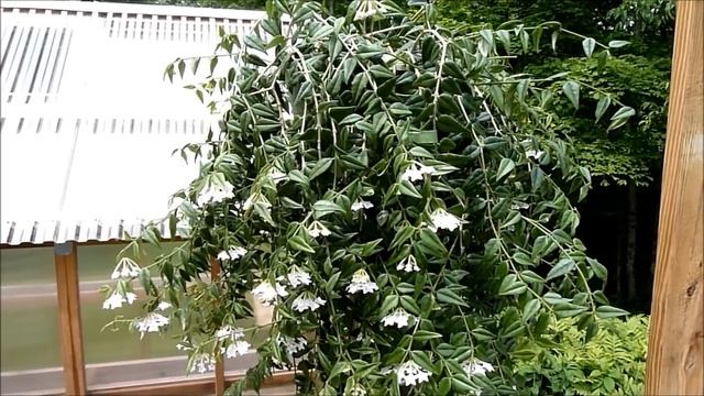 A Visit with Hoya bella смотреть онлайн