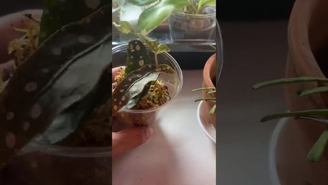 Hoya Retusa with Some Propagation Updates смотреть онлайн