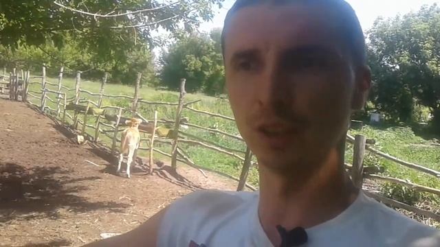 Какой лучший корм для кормления быков? Овес или пшеница. Не много про сено. смотреть онлайн