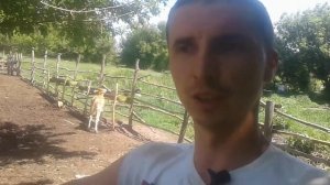 Какой лучший  корм  для кормления быков? Овес  или  пшеница. Не много про сено.