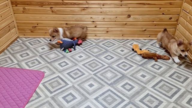 Вельш корги пемброк девочки 3 месяца смотреть онлайн