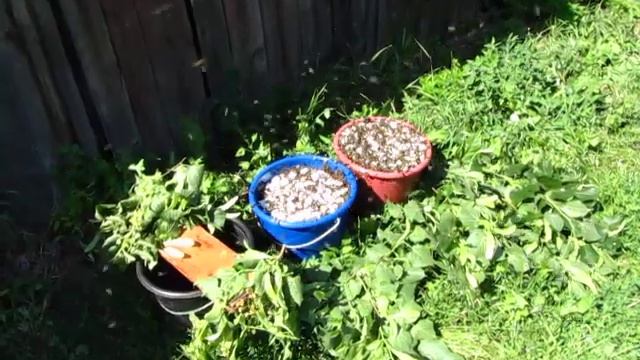 Дрессировка пчёл на медосбор с липы, 12 июня 2019 года, 15:20 смотреть онлайн