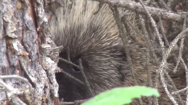 Porcupine Animals Nature Wildlife Yukon.shorts/ Дикобраз Животные Природа Дикая Природа Юкон. смотреть онлайн