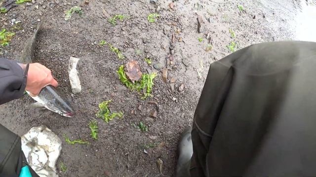 Ловим горбушу на Охотском море.  Сахалин 2023.