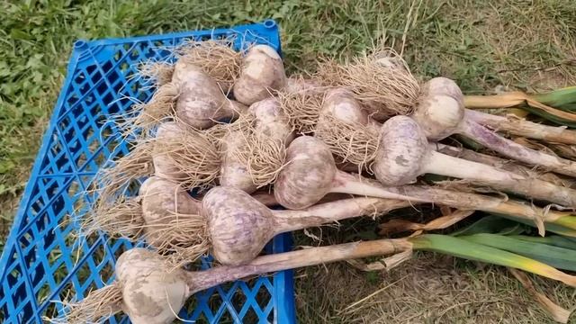 Магические действия и сновидения