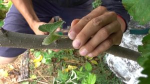 ЛЕТНЯЯ ПРИВИВКА ПОЧКОЙ / ОКУЛИРОВКА ЯБЛОНИ