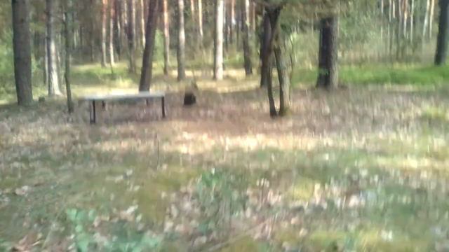 Влог #2 запрещённый знак с черепом в лесу!!!!! смотреть онлайн