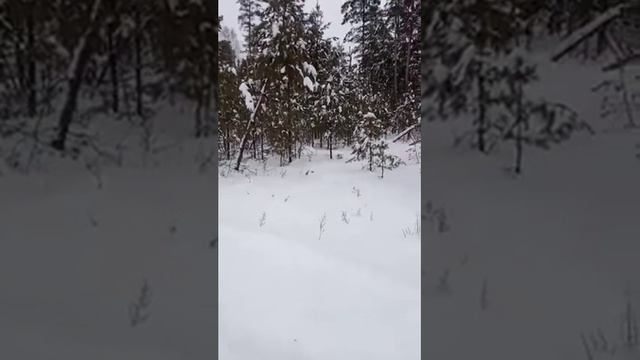 Охота на зайца 3 января 2022 года смотреть онлайн