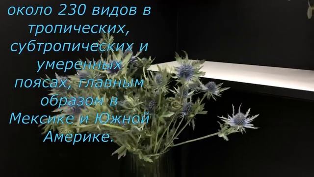 Синеголовник уход и места произростания смотреть онлайн