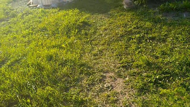 Из подполья к небесам.Кровля по форс-мажору))))По пути зацепил въездные ворота с калиткой. смотреть онлайн