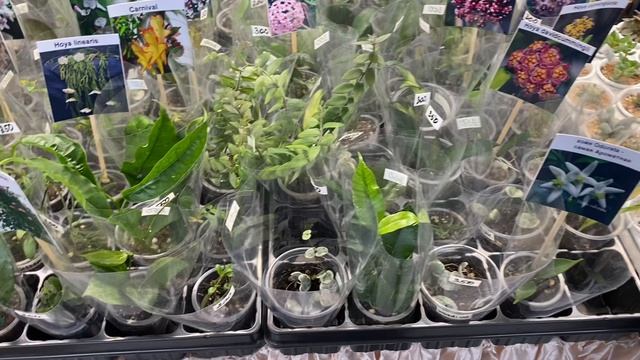 ВЫСТАВКА ЦВЕТОВ В КРАСНОДАРЕ | МАЙ 2022 | часть 1 смотреть онлайн