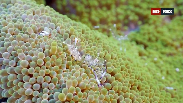 В чём заключается симбиоз рыб-клоунов из рода Амфиприоны, актиний и анемоновых креветок ? смотреть онлайн