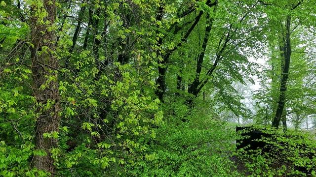 Звуки Природы: Дождь в Лесу - Успокаивающий Шум Дождя - Антистресс Видео