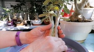 СРАЩИВАНИЕ АДЕНИУМОВ с ПОМОЩЬЮ ПРИВИВКИ.