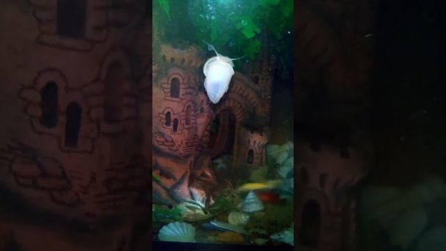 Жизнь аквариума под вальс Свиридова смотреть онлайн