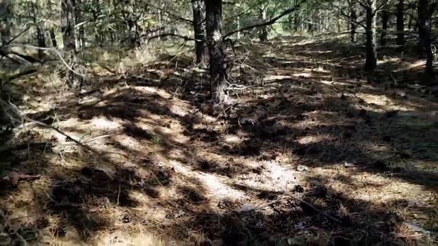 КАК ПРАВИЛЬНО ИСКАТЬ ГРИБЫ В ЛЕСУ. МАСТЕР КЛАСС ОТ ОПЫТНОГО ГРИБНИКА смотреть онлайн